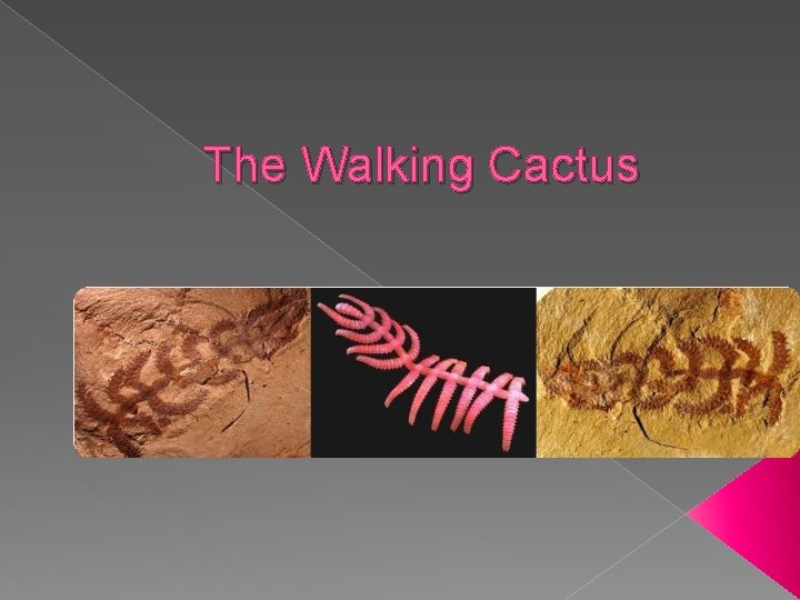 The Walking Cactus 