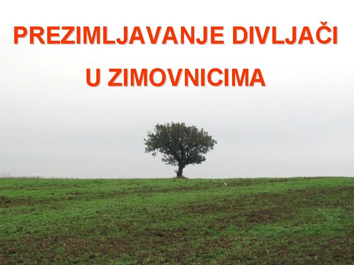 PREZIMLJAVANJE DIVLJAČI U ZIMOVNICIMA 