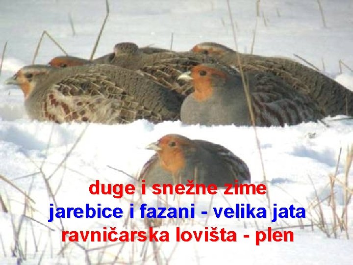 duge i snežne zime jarebice i fazani - velika jata ravničarska lovišta - plen