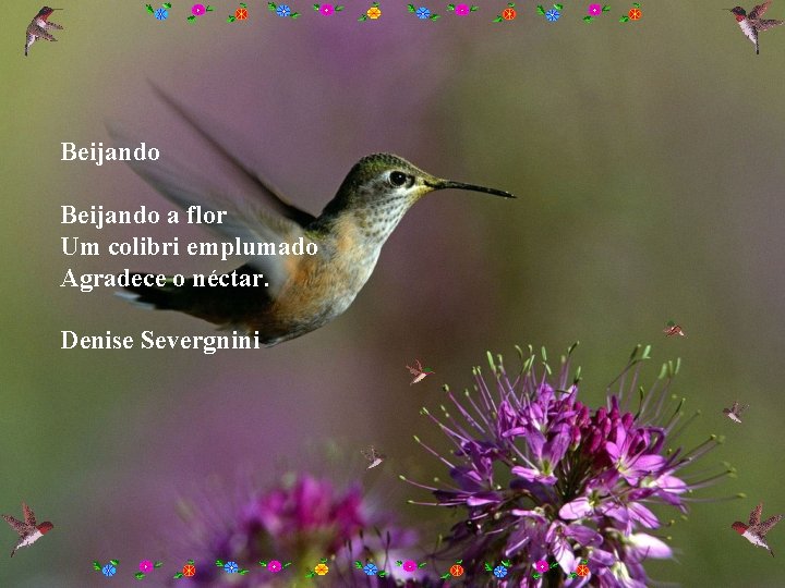 Beijando a flor Um colibri emplumado Agradece o néctar. Denise Severgnini 