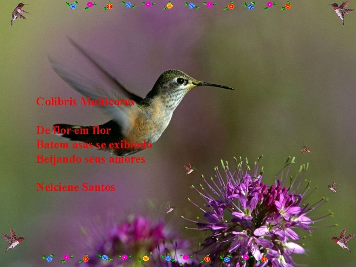 Colibris Multicores De flor em flor Batem asas se exibindo Beijando seus amores Nelciene