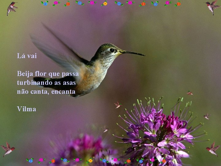 Lá vai Beija flor que passa turbinando as asas não canta, encanta Vilma 