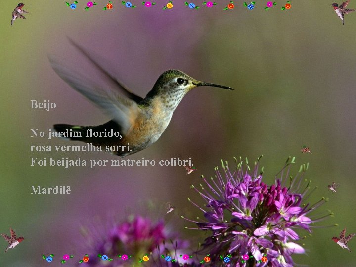 Beijo No jardim florido, rosa vermelha sorri. Foi beijada por matreiro colibri. Mardilê 