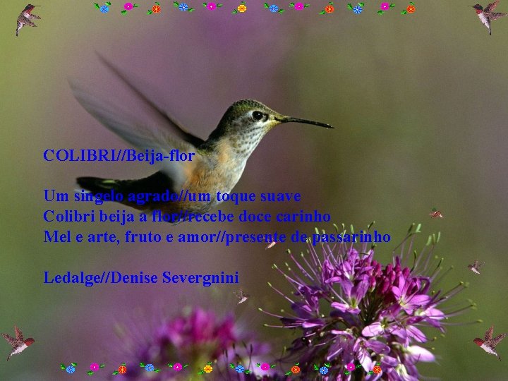 COLIBRI//Beija-flor Um singelo agrado//um toque suave Colibri beija a flor//recebe doce carinho Mel e