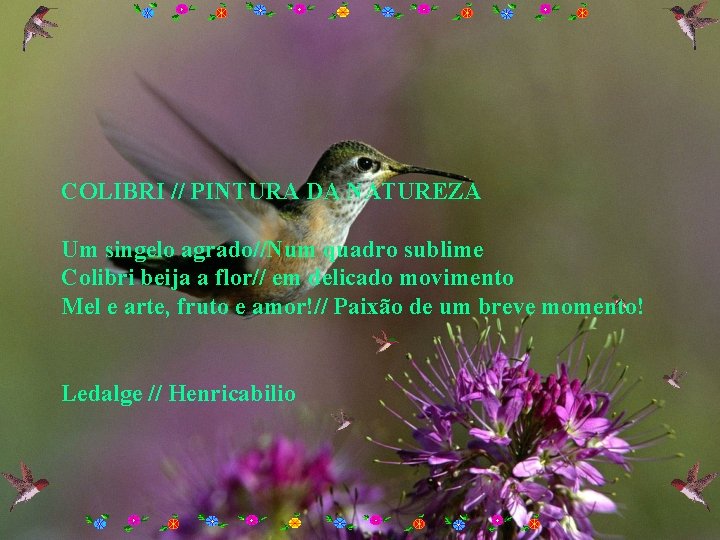 COLIBRI // PINTURA DA NATUREZA Um singelo agrado//Num quadro sublime Colibri beija a flor//