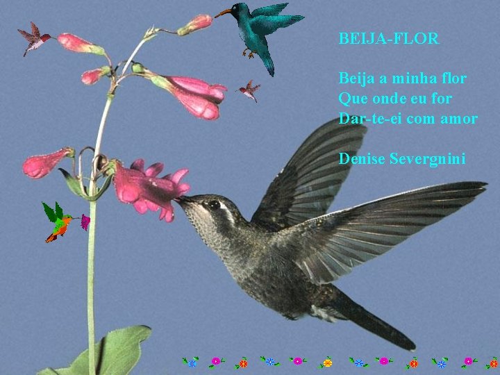 BEIJA-FLOR Beija a minha flor Que onde eu for Dar-te-ei com amor Denise Severgnini