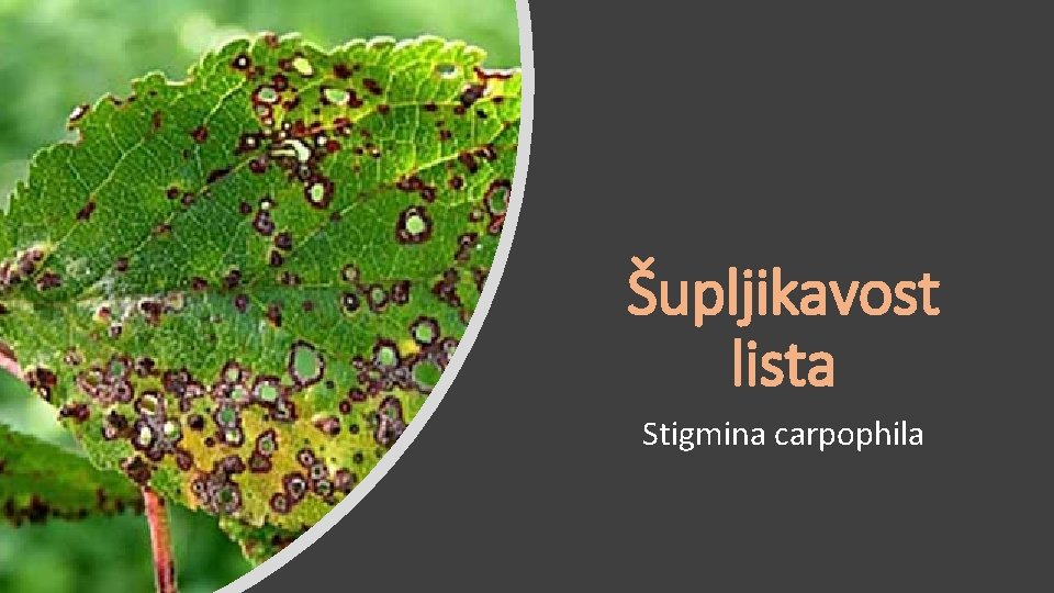 Šupljikavost lista Stigmina carpophila 