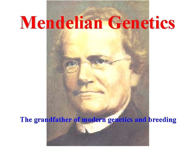 Mendelian Genetics The grandfather of modern genetics and breeding 