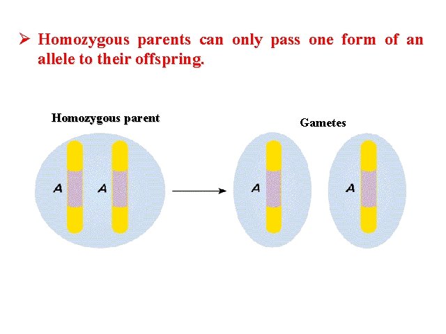 Ø Homozygous parents can only pass one form of an allele to their offspring.