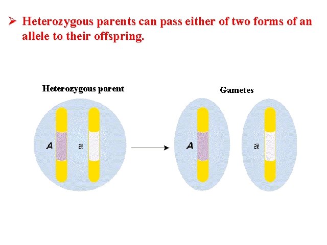 Ø Heterozygous parents can pass either of two forms of an allele to their