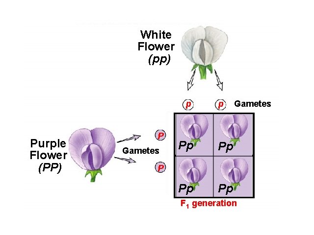 White Flower (pp) p Purple Flower (PP) P Gametes P p Gametes Pp Pp