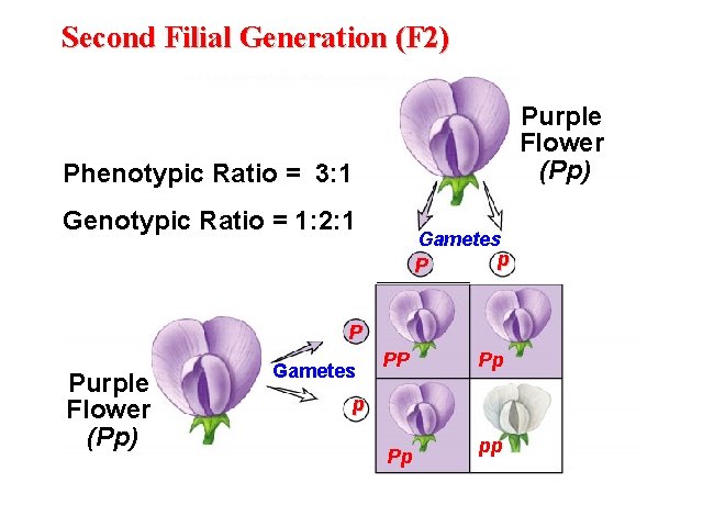 Second Filial Generation (F 2) Purple Flower (Pp) Phenotypic Ratio = 3: 1 Genotypic