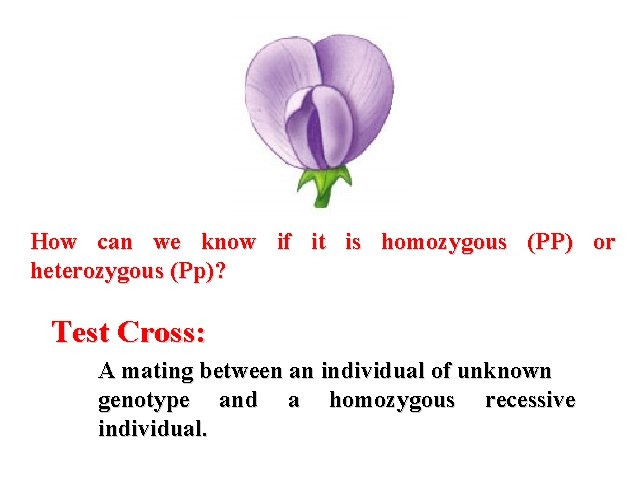 How can we know if it is homozygous (PP) or heterozygous (Pp)? Test Cross: