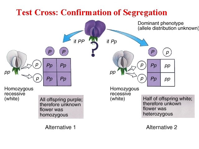 Test Cross: Confirmation of Segregation 