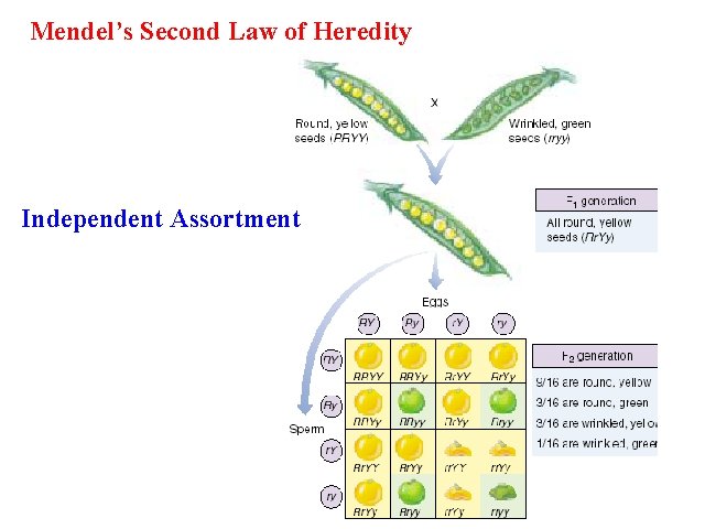 Mendel’s Second Law of Heredity Independent Assortment 