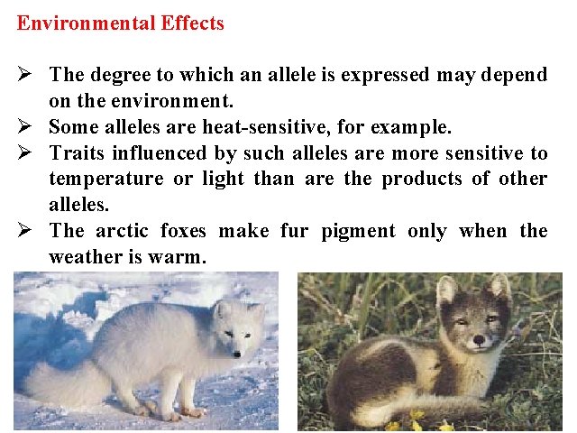 Environmental Effects Ø The degree to which an allele is expressed may depend on