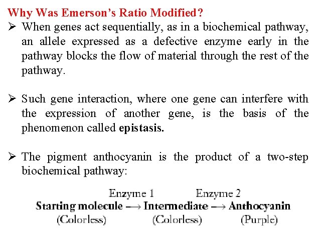 Why Was Emerson’s Ratio Modified? Ø When genes act sequentially, as in a biochemical