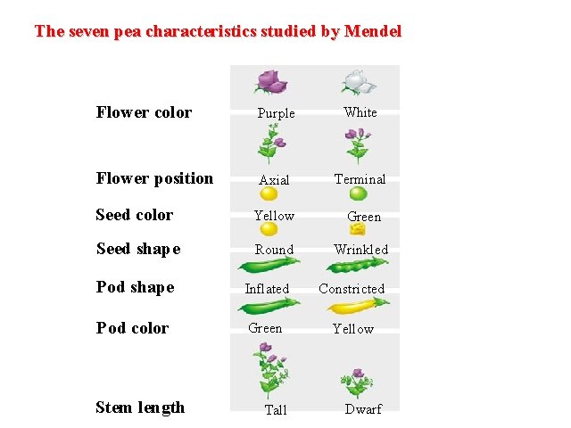 The seven pea characteristics studied by Mendel Flower color Purple White Flower position Axial