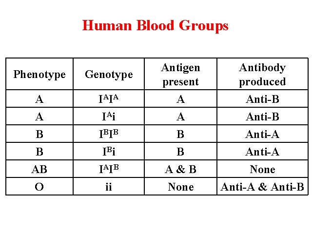 Human Blood Groups Phenotype Genotype A A I AI A I Ai Antigen present