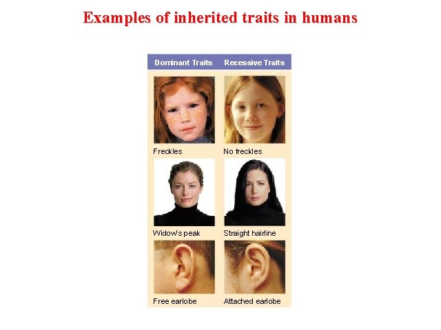 Examples of inherited traits in humans Dominant Traits Recessive Traits Freckles No freckles Widow’s