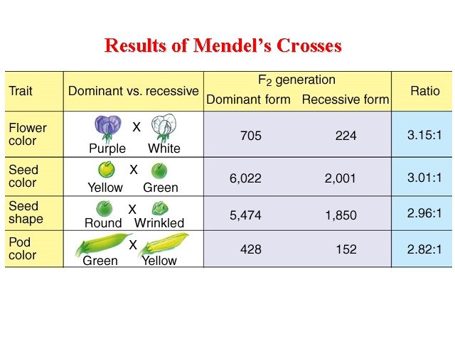 Results of Mendel’s Crosses 