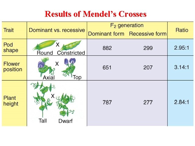 Results of Mendel’s Crosses 