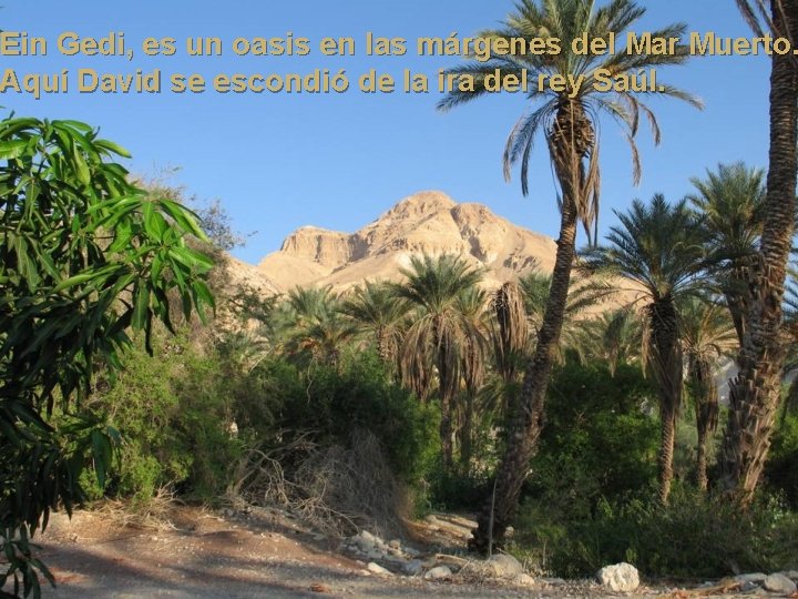 Ein Gedi, es un oasis en las márgenes del Mar Muerto. Aquí David se