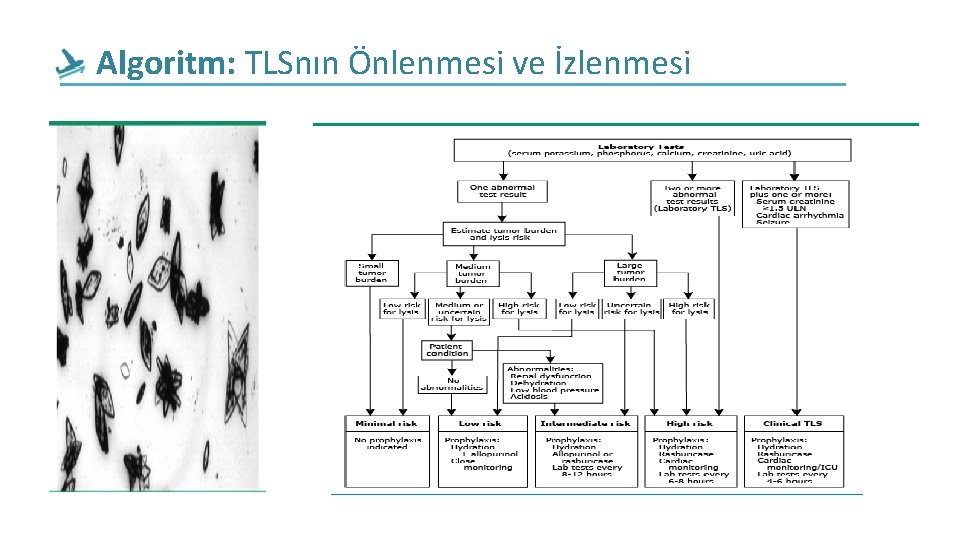 Algoritm: TLSnın Önlenmesi ve İzlenmesi Algoritm: TLSnın Önlenmesi ve İzlenmesi
