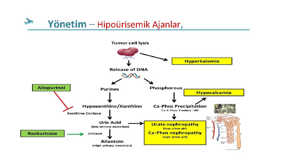 Yönetim – Hipoürisemik Ajanlar, Yönetim – Hipoürisemik Ajanlar,