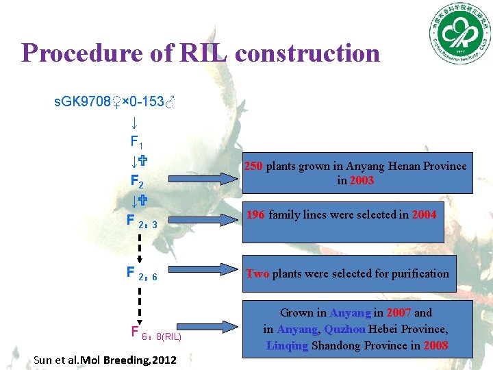 Procedure of RIL construction s. GK 9708♀× 0 -153♂ ↓ F 1 ↓U F