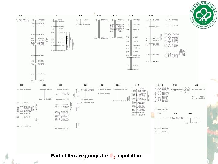 Part of linkage groups for F 2 population 