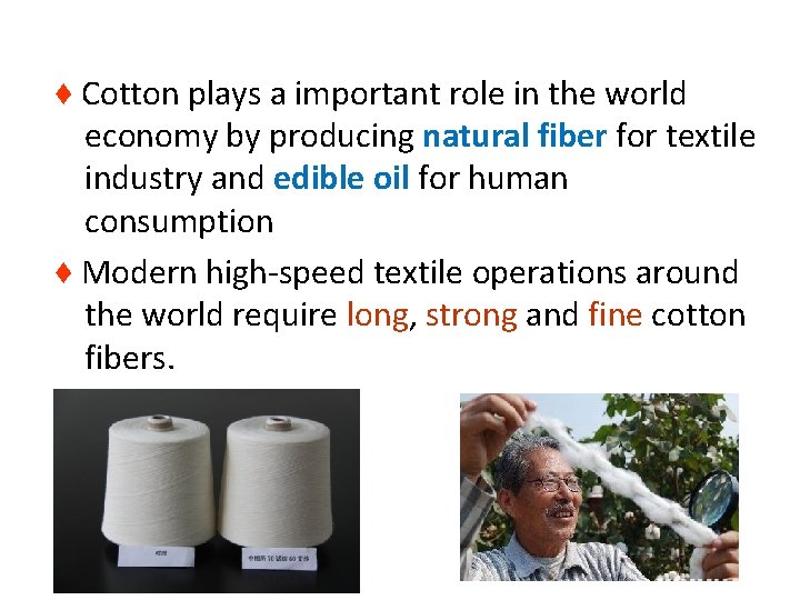 ♦ Cotton plays a important role in the world economy by producing natural fiber