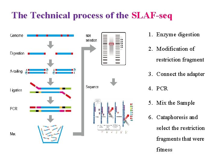 The Technical process of the SLAF-seq 1. Enzyme digestion 2. Modification of restriction fragment