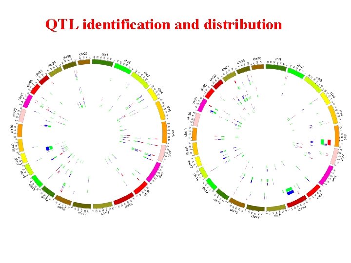 QTL identification and distribution 