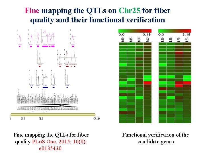 Fine mapping the QTLs on Chr 25 for fiber quality and their functional verification