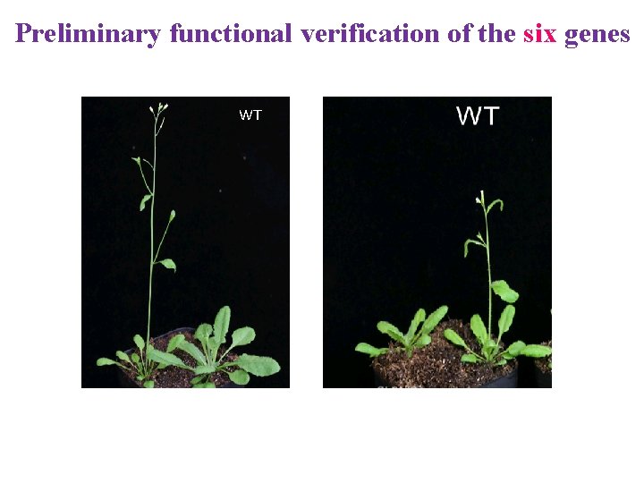 Preliminary functional verification of the six genes WT 