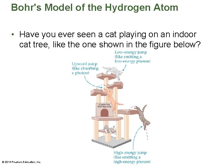 Bohr's Model of the Hydrogen Atom • Have you ever seen a cat playing