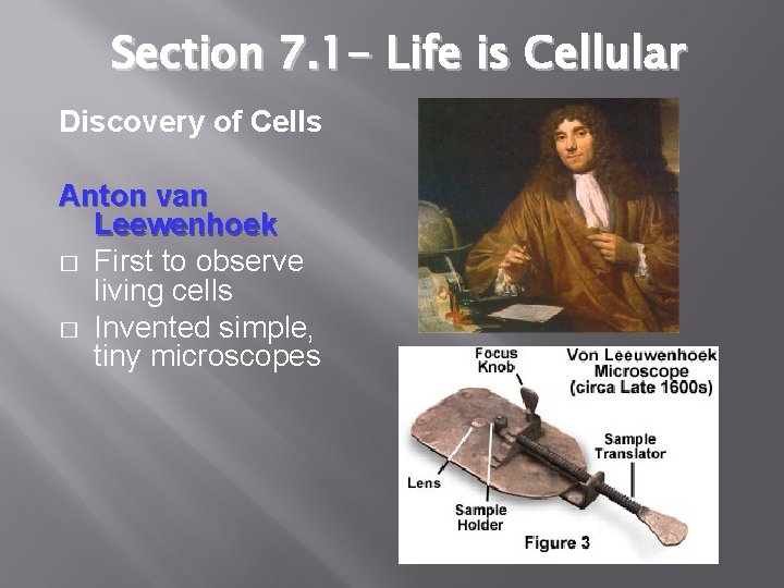 Section 7. 1 - Life is Cellular Discovery of Cells Anton van Leewenhoek �