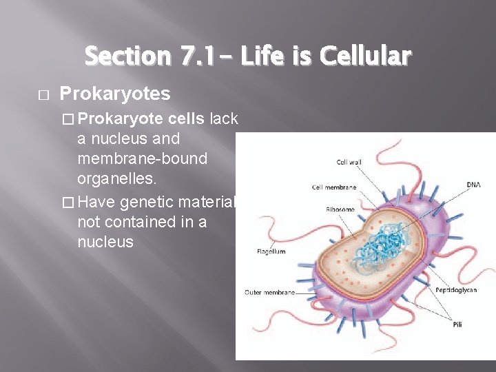 Section 7. 1 - Life is Cellular � Prokaryotes � Prokaryote cells lack a
