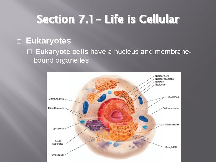 Section 7. 1 - Life is Cellular � Eukaryotes � Eukaryote cells have a