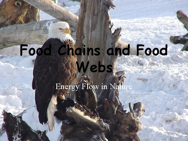 Food Chains and Food Webs Energy Flow in Nature 