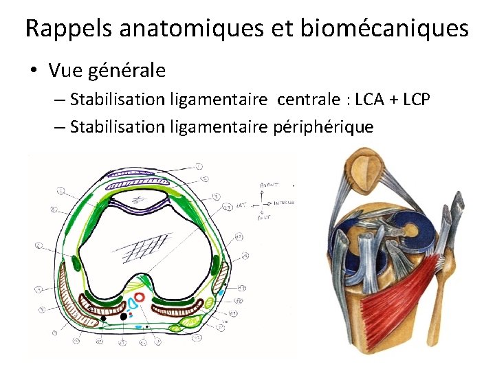 Rappels anatomiques et biomécaniques • Vue générale – Stabilisation ligamentaire centrale : LCA +