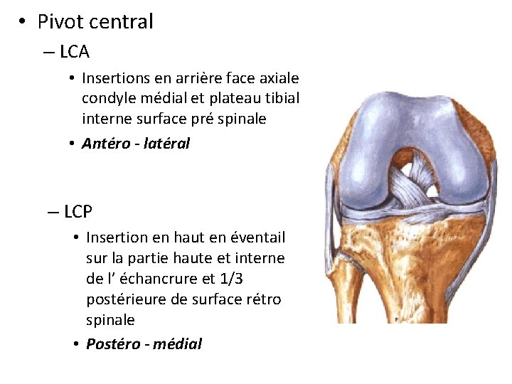  • Pivot central – LCA • Insertions en arrière face axiale condyle médial