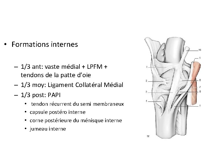  • Formations internes – 1/3 ant: vaste médial + LPFM + tendons de