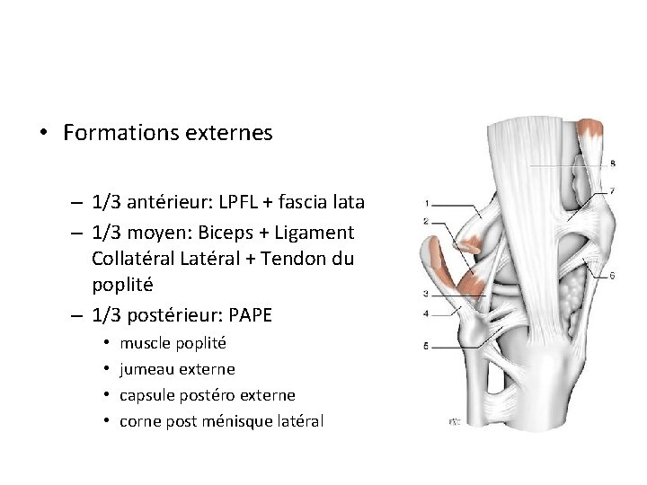  • Formations externes – 1/3 antérieur: LPFL + fascia lata – 1/3 moyen: