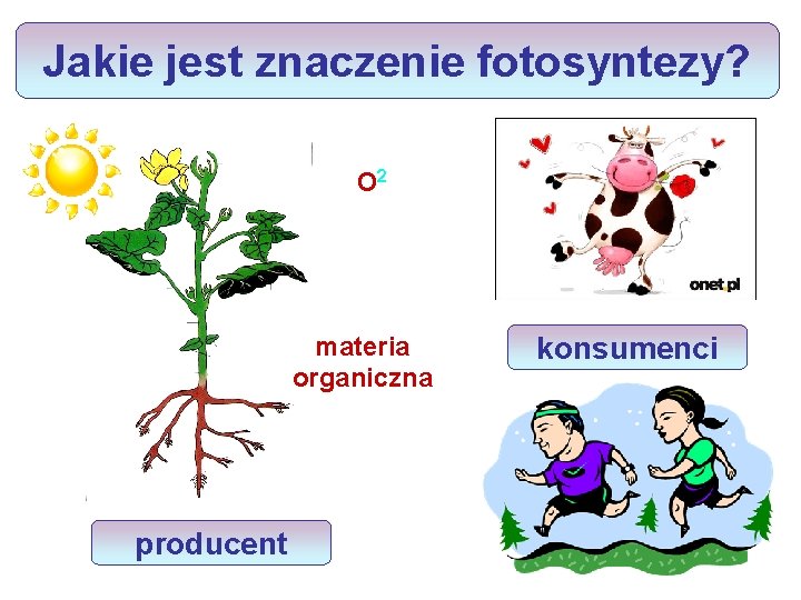 Jakie jest znaczenie fotosyntezy? O 2 materia organiczna producent konsumenci 