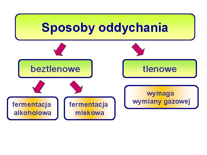 Sposoby oddychania beztlenowe fermentacja alkoholowa fermentacja mlekowa tlenowe wymaga wymiany gazowej 