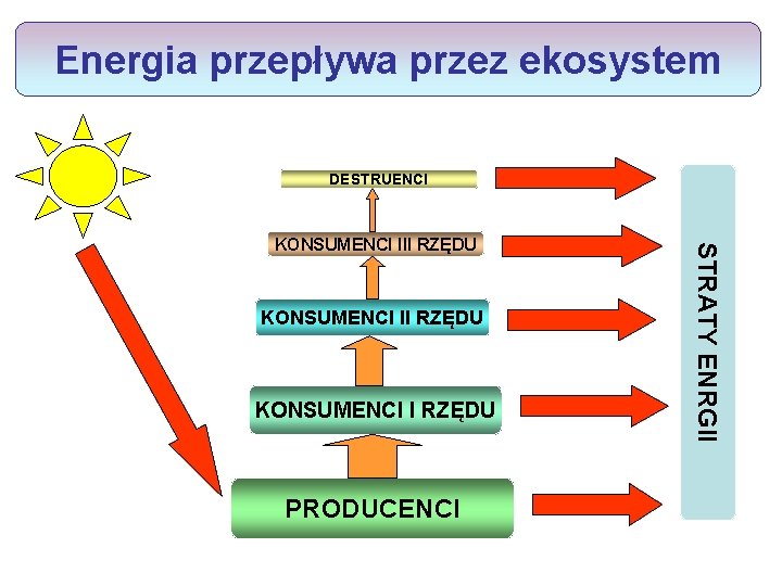 Energia przepływa przez ekosystem DESTRUENCI KONSUMENCI II RZĘDU KONSUMENCI I RZĘDU PRODUCENCI STRATY ENRGII