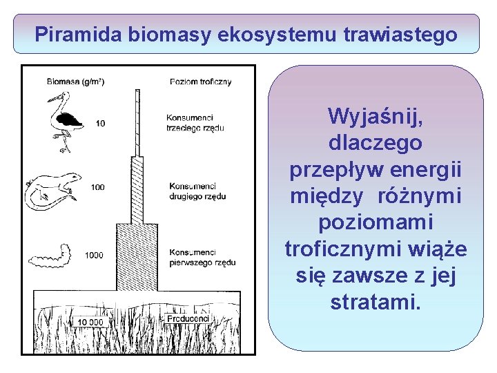 Piramida biomasy ekosystemu trawiastego Wyjaśnij, dlaczego przepływ energii między różnymi poziomami troficznymi wiąże się