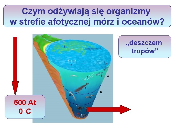 Czym odżywiają się organizmy w strefie afotycznej mórz i oceanów? „deszczem trupów” 500 At